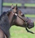 1922508_599339066802497_181957568_n-140x150